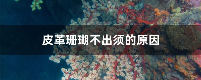 皮革珊瑚不出须的原因是什么
