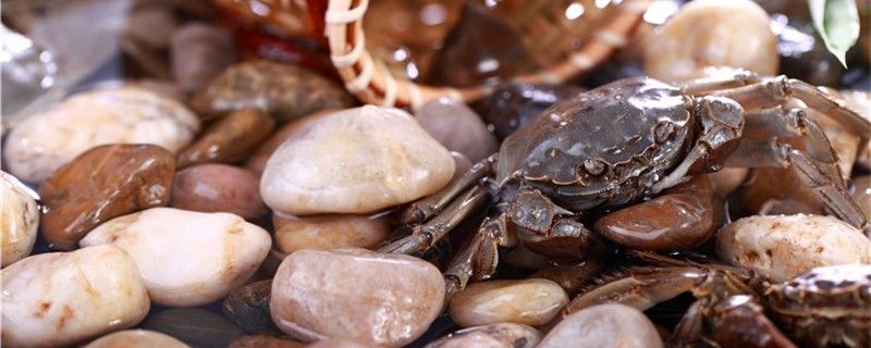 螃蟹如何分辨公母公母能一起养吗 名贵锦鲤鱼