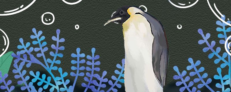 企鹅在热的地方能活吗在赤道附近能生存吗