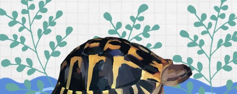 在中国北方适合养的陆龟陆龟和水龟有什么区别