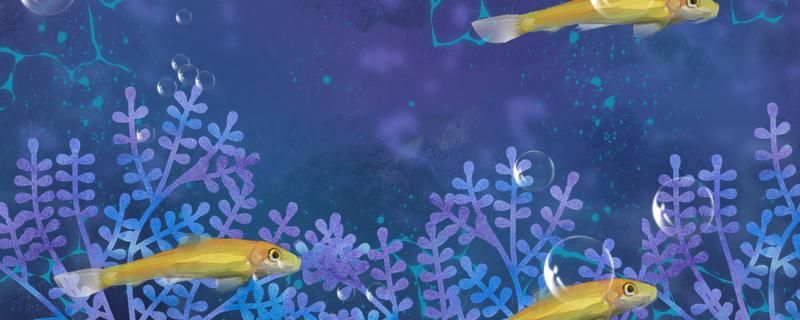 黄金鼠鱼怎么繁殖