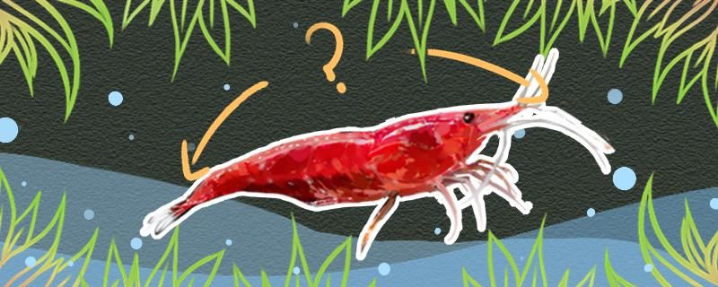樱花虾喂什么饲料多久喂一次