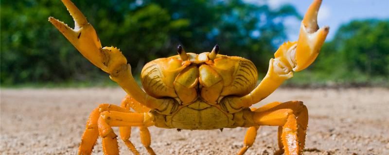 观赏螃蟹能活多久