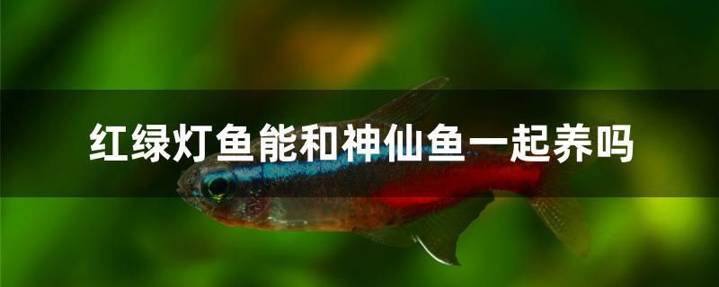 红绿灯鱼能和神仙鱼一起养吗