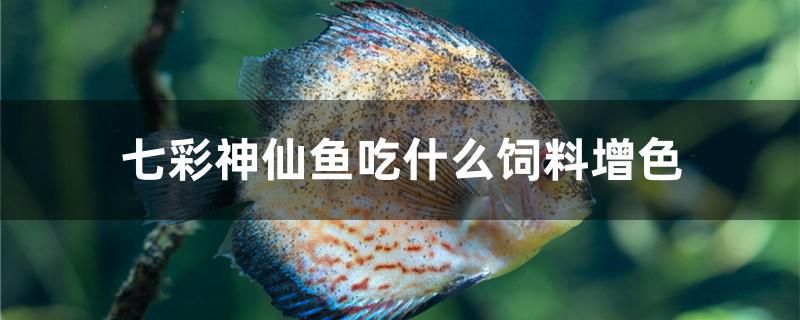 七彩神仙鱼吃什么饲料增色