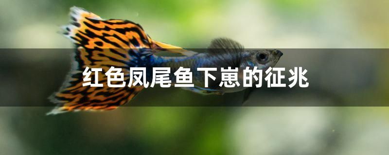 红色凤尾鱼下崽的征兆 广州水族器材滤材批发市场