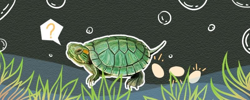 巴西龟怀孕迹象孵化方式
