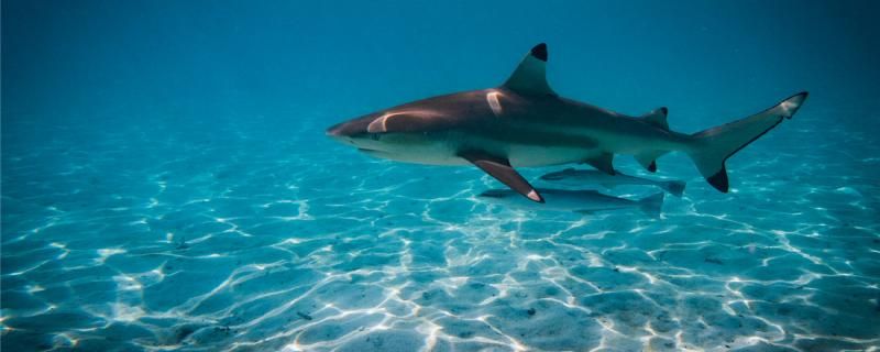 鲨鱼吃海豚不鲨鱼为什么一直游动 鱼缸水泵