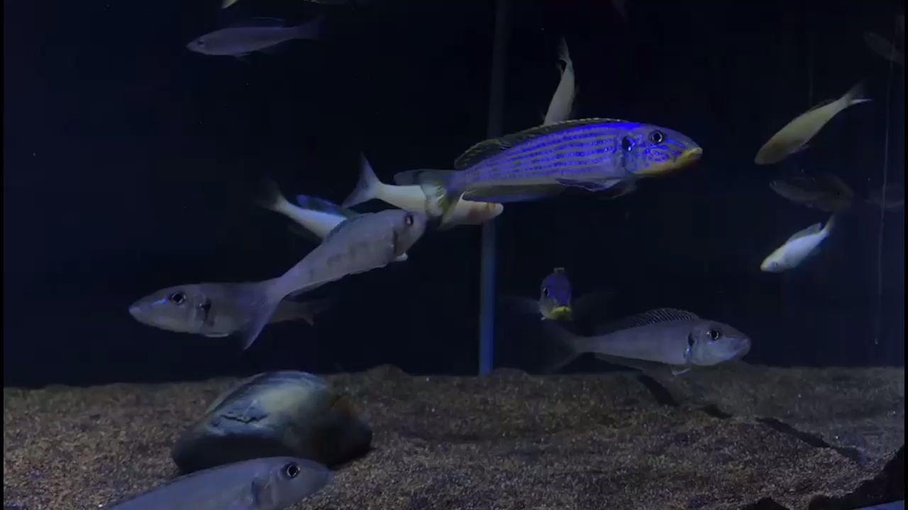 20公分的金龙鱼怎样喂食（金龙鱼如何饲养） 粗线银版鱼 第1张