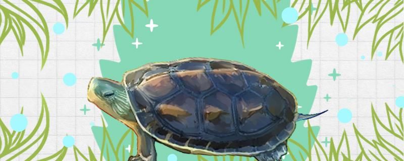 中华花龟吃什么食物吃得多吗