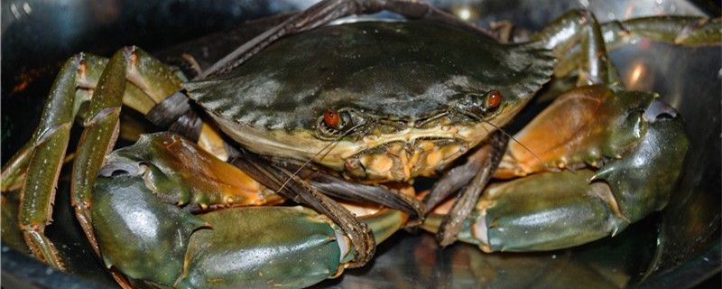 螃蟹多少钱一斤常见的食用螃蟹有哪些