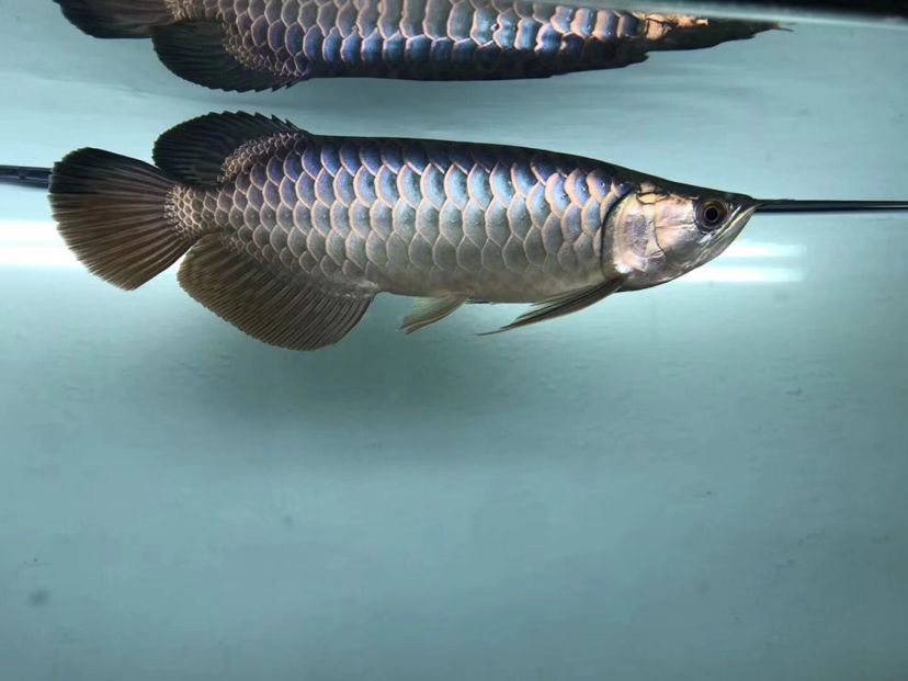 凤尾鱼可以近亲繁殖吗 白化火箭鱼 第4张