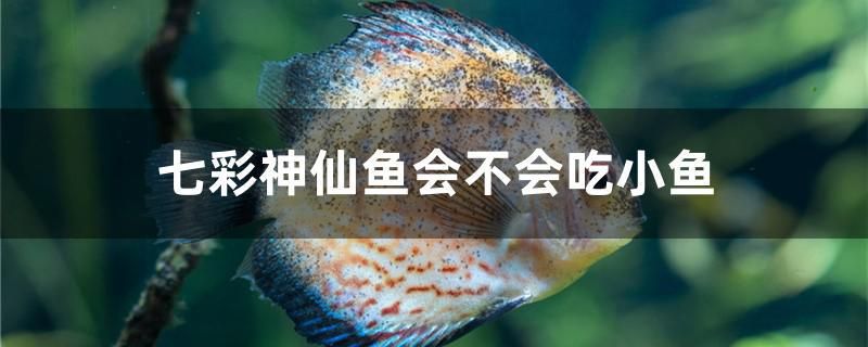 七彩神仙鱼会不会吃小鱼