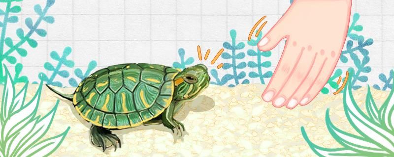 小巴西龟的龟壳软的是正常的吗怎么预防软甲病 绿皮辣椒小红龙