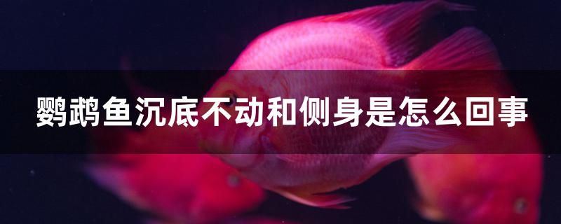 鹦鹉鱼沉底不动和侧身是怎么回事 红龙鱼鱼粮饲料