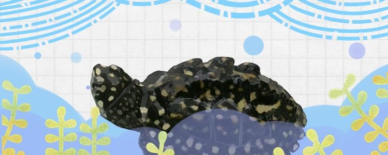 斑点池龟好养吗怎么养