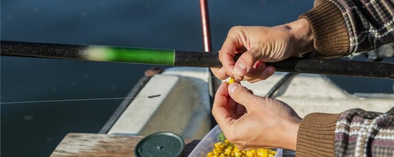 老玉米钓鱼泡制方法及配方玉米钓鱼的方法