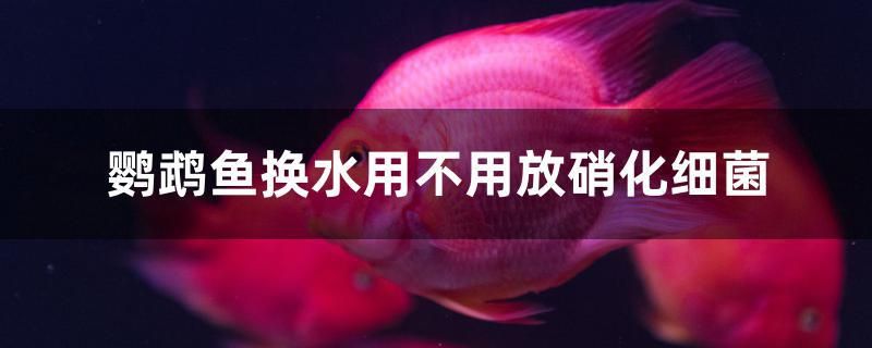 鹦鹉鱼换水用不用放硝化细菌 白子黑帝王魟鱼