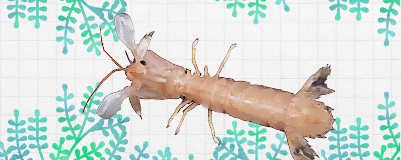 皮皮虾淡水可以养活吗怎么养殖