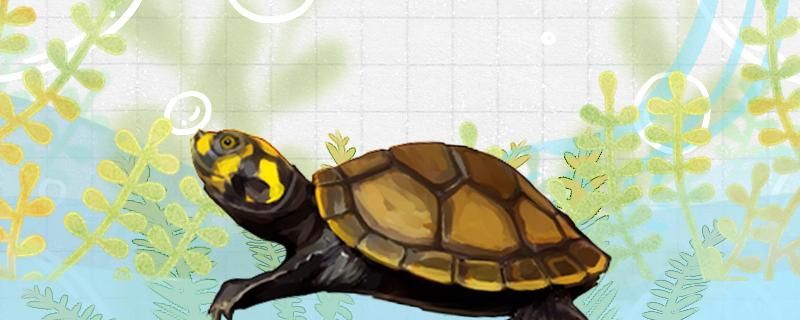 黄头侧颈龟一天喂多少龟粮多长时间喂一次