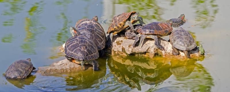 乌龟爬出来找不到了用什么办法怎么防止乌龟爬出来 孵化器