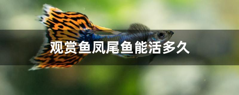 观赏鱼凤尾鱼能活多久