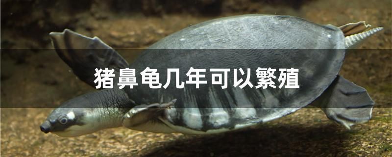 猪鼻龟几年可以繁殖