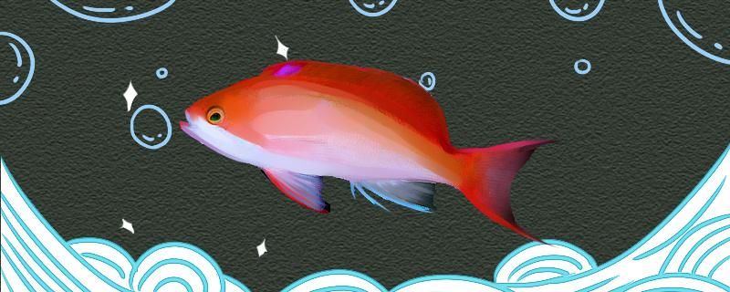 红斑海金鱼好养吗怎么养