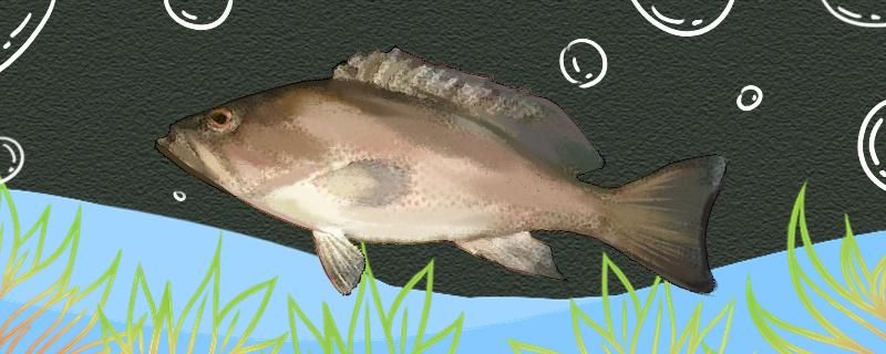 海钓石斑鱼用几号钩几号线用什么饵料