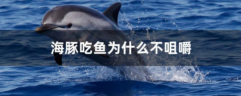 海豚吃鱼为什么不咀嚼 黄金斑马鱼