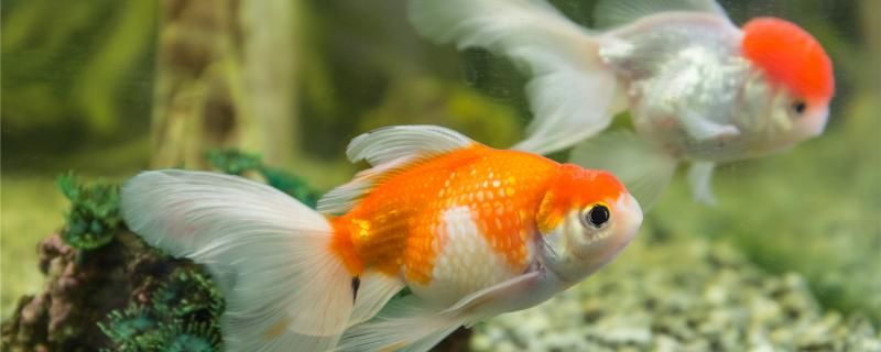 金鱼一年产卵几次鱼卵孵化需要什么水温条件