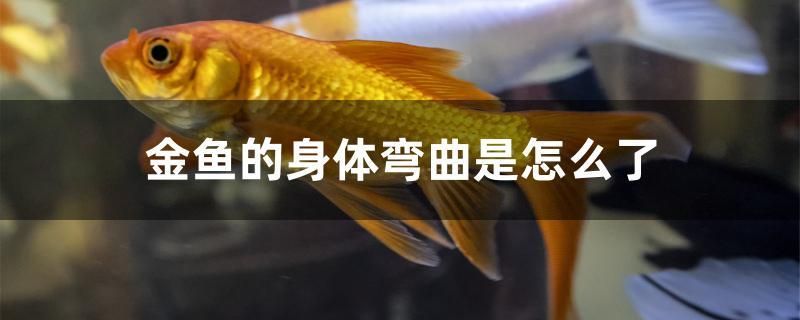 金鱼的身体弯曲是怎么了 梦幻雷龙鱼