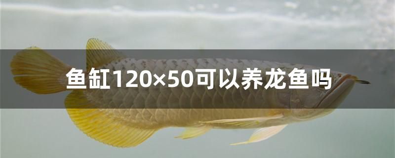 鱼缸120times;50可以养龙鱼吗 广州龙鱼批发市场
