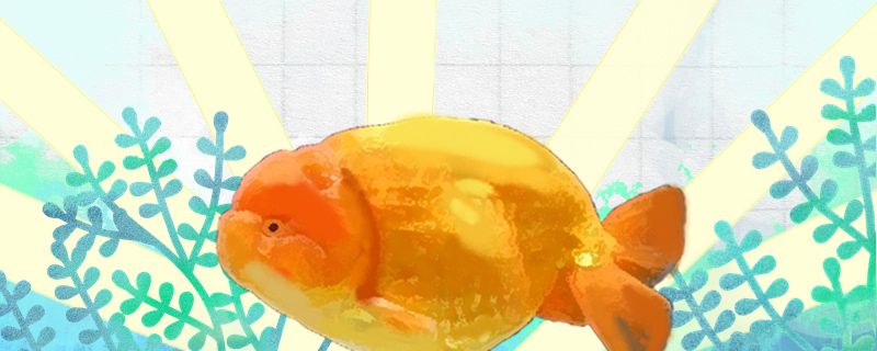 兰寿金鱼一年产几次卵卵自己会孵化吗