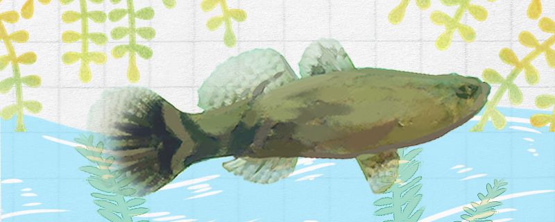 笋壳鱼喜欢吃什么饵料多久喂一次 七纹巨鲤鱼