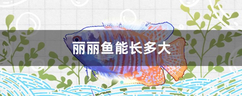 鱼缸完整生态系统 鱼缸生态系统的建立