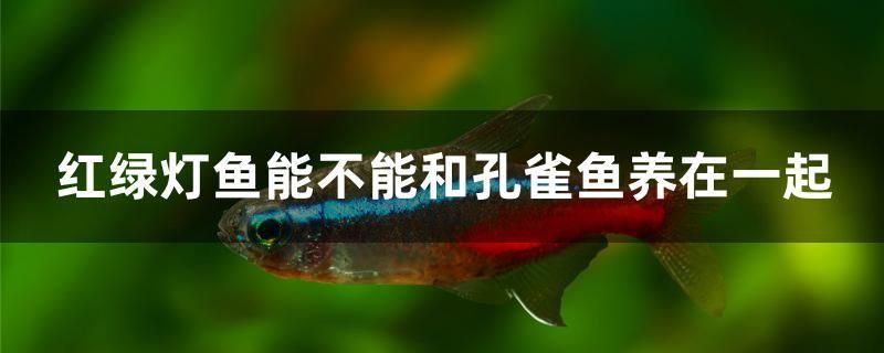 红绿灯鱼能不能和孔雀鱼养在一起