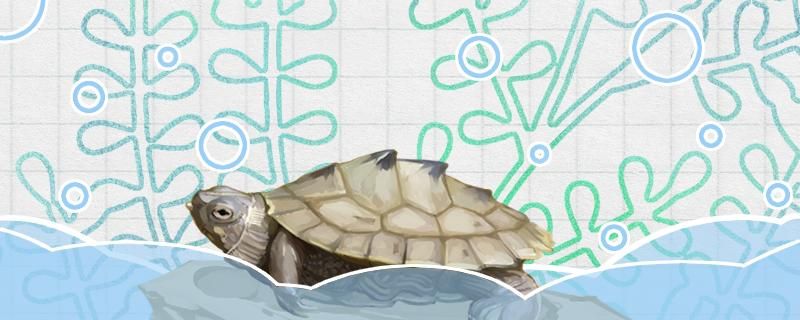 地图龟长得快吗最大能长多大 白子黑帝王魟鱼