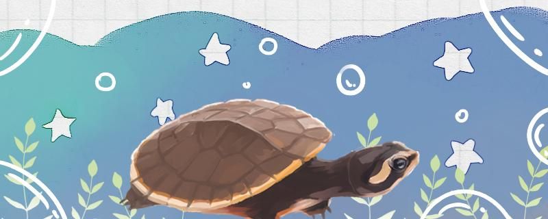 小圆澳龟吃什么多久喂一次 黄金达摩鱼