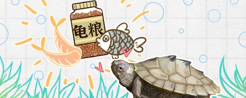 地图龟喜欢吃什么多久喂一次