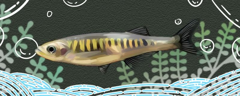 紫金斑马鱼好养吗怎么养 超血红龙鱼