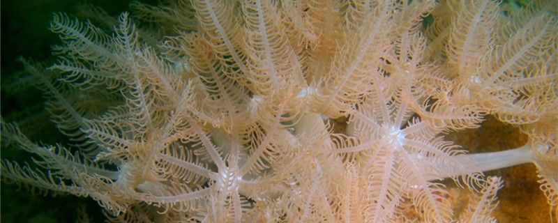 珊瑚是生物吗是动物还是植物