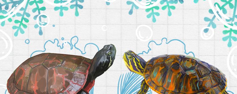 阿拉巴马龟和火焰龟的区别是什么能一起养吗