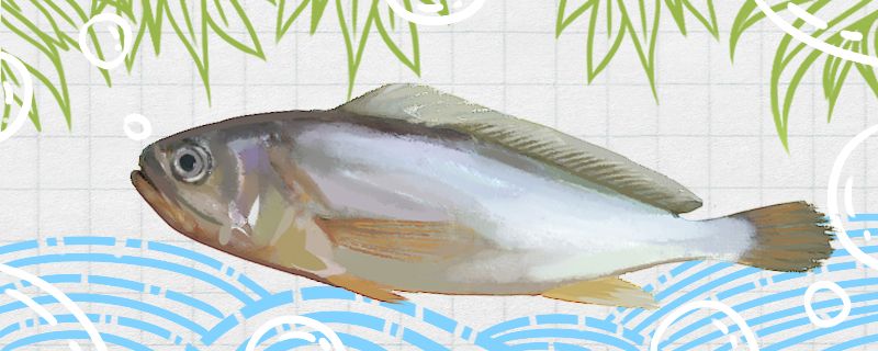 小黄鱼能否人工养殖怎么养殖 金龙鱼粮