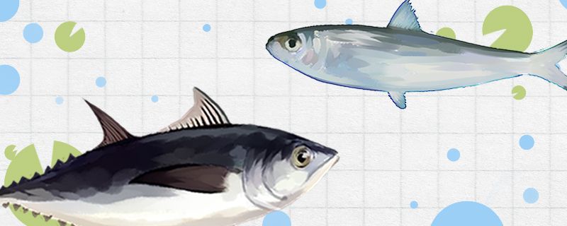 沙丁鱼和金枪鱼是同一种鱼吗有什么区别 孵化器
