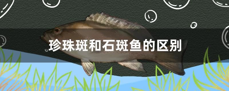 珍珠斑和石斑鱼的区别有哪些 短身红龙鱼
