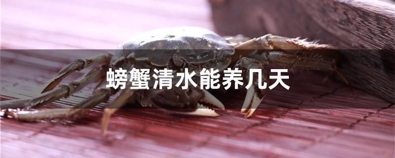 螃蟹清水能养几天