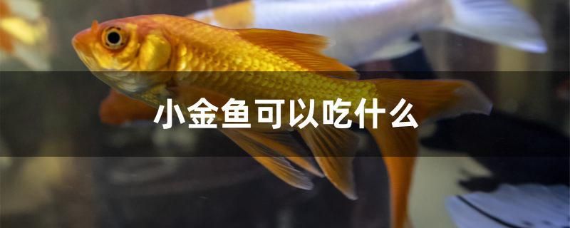 小金鱼可以吃什么 红头利鱼