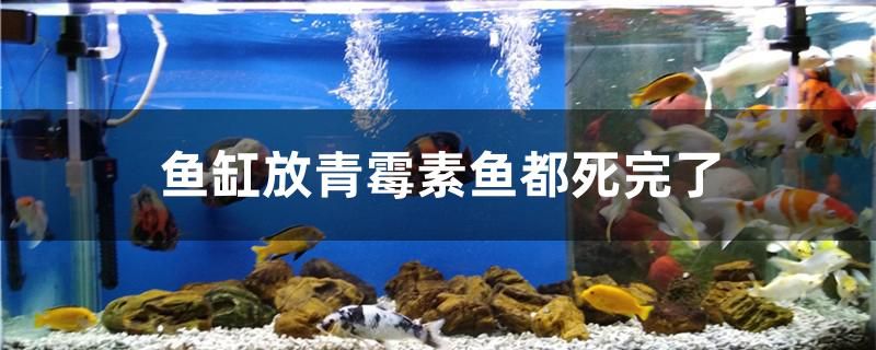 鱼缸放青霉素鱼都死完了 广州祥龙国际水族贸易