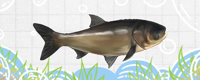 花鲢是胖头鱼吗和胖头鱼有什么区别 白子黑帝王魟鱼